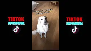 Funny Dogs of TikTok Compilation ~ Doggos Doing Funny Things TIK TOK ~ 2021