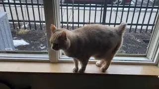 Cat yells, jumps off window sill, smells book.