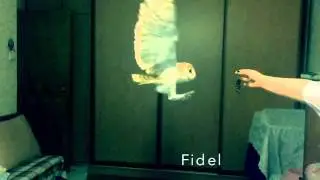 Сова охотится на мышь! Полет совы! Сипуха Фидель! Owl!