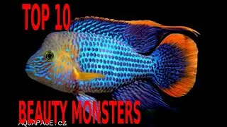 🦈🐠🐟TOP 10 AMAZING SUDAMERICAN MONSTERS CICHLIDS big beauty🦈🐠🐟