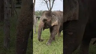 THAILAND | CHIANG MAI | ELEPHANT SANCTUARY