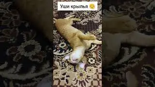 мой ухокрылый ☺ #интересно #cat #тренд #кот #смешно #котик #юмор #лекс #ориентал #весело #орик