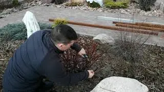 ОБРЕЗКА ДЕРЕНА 2021. Дерен белый Элегантиссима. Дерен  белый Шпета.