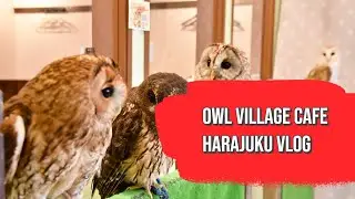 I checked out this Owl Cafe in Japan! | Owl Village in Harajuku Vlog