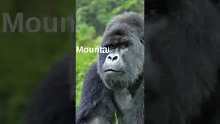 Top 5 Endangered Species