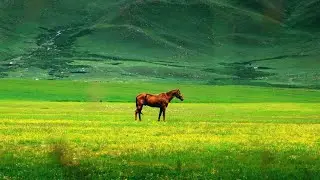 Free - loving animals are horses 🐎🐴