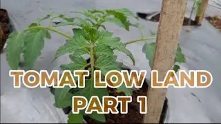 Budidaya singkat untuk tanaman Tomat | dataran menengah PART 1