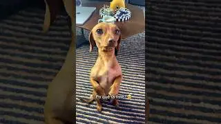 Soborné a mi perrito para este video 🐶🥺💙@cooper_jamoncitolover