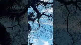 Beautiful Sky #shorts #short #shortvideo