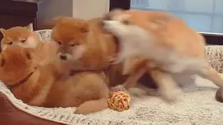 Mom loses her temper! Dis got bery dramaticc