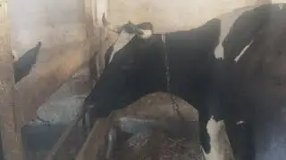 🔴Всё О Коровах