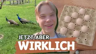 Die PFAUEN legen EIER! Dieses mal WIRKLICH!