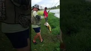 He caught the biggest Fish in Kallang river Singapore