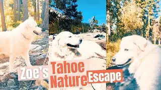 Our Dog Took a Nature Escape for Prayer and Reflection  #greatpyrenees