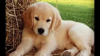 "SOY UN PERRO" - VOZ: Guillermo Luquet