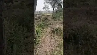 monkey and kisan