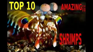 🐟🦐TOP 10 MARINE AQUARIUM SHRIMPS🐟🦐CAMARONES MAS BELLOS PARA ACUARIO MARINO🐟🦐