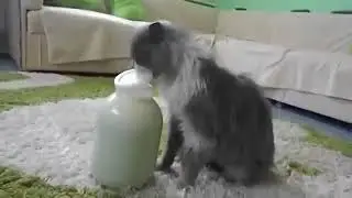 Кот без помощи рук открыл банку