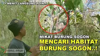 Markas SOGON | Mikat Burung Sogon Langsung di Sarangnya | 1 Menit Langsung Poin
