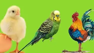 Моя маленькая птицеферма!