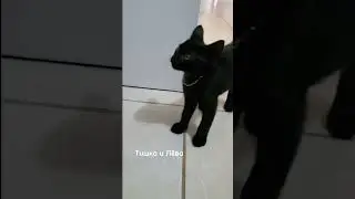 Эдит Чёрная кошка⚘