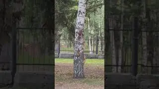 #белки водят хоровод @Маришкины делишки