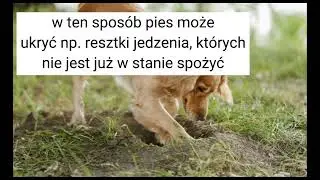 dlaczego psy zakopują różne rzeczy? 🐕