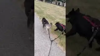 skateboarding with the dogs today 🐕🐕🛹
