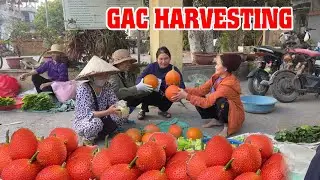 Thanh Free Bushcraft - Harvesting Gac - Go To Market And Sell - Daily Life #harvesting #harvest