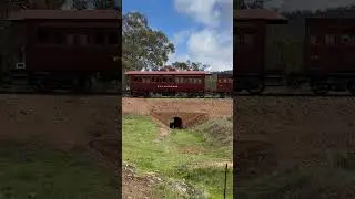 Pichi Richi Railway shuttle train #railway #steamtrain #australiantrains #steamengine #train