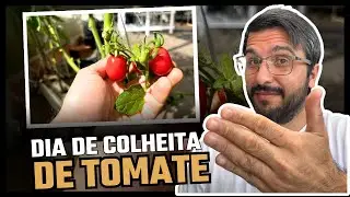 Como produzir tomate na Hidroponia (COLHEITA)