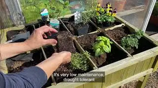 The Best Herbs for Containers
