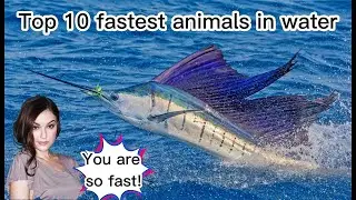 Top 10 fastest Animals in Water