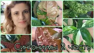 2 часть🌱Сингониумы🌸Сейчас мне очень нравится как они выглядят🌱Ред спот триколор🌸Неон🌱Арон браун🌸Пинк