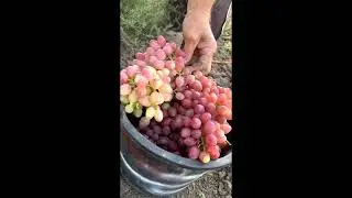 Очень сладкий виноград Кишмиш лучистый
