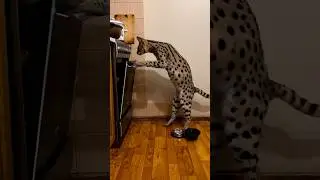 Serval cat cooks his own meals