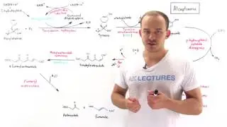 Alcaptonuria