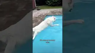This dog is a REBEL 😂 #dog #shorts