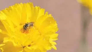 Bee's In Your Backyard ~ By Utopia TV Utah