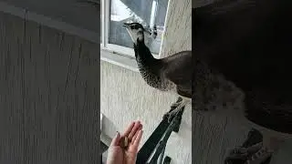 Пава ест огурец. 