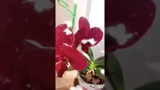 Песенка. Так пусть Ваша чаша будет полна здоровьем, счастьем, любовью!