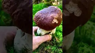 Абалдеть сколько грибочков!!!🍄 #грибы #Гриби  #грибиукраїни #mushrooms #mushroomhunting #蘑菇 #采蘑菇