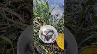 карась на поплавок, озеро в лесу.