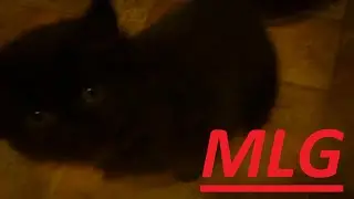 Кот не прощает чужих ног MLG