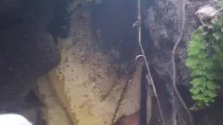 Отбор дикого меда