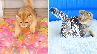 What Can't Cats Walk On? #70