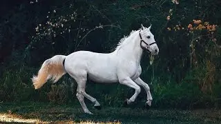 # Super Fast Horse # femous horse coach# Expensive horse || Animal's Lover watch