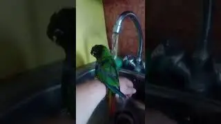 Пиррура Проша очень любит воду
