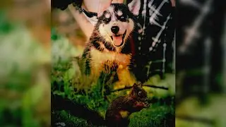Dog and Rabbit Photo-Manipulation using Stock Images | Photoshop Tutorial
