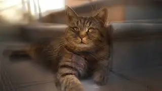 КАшак+